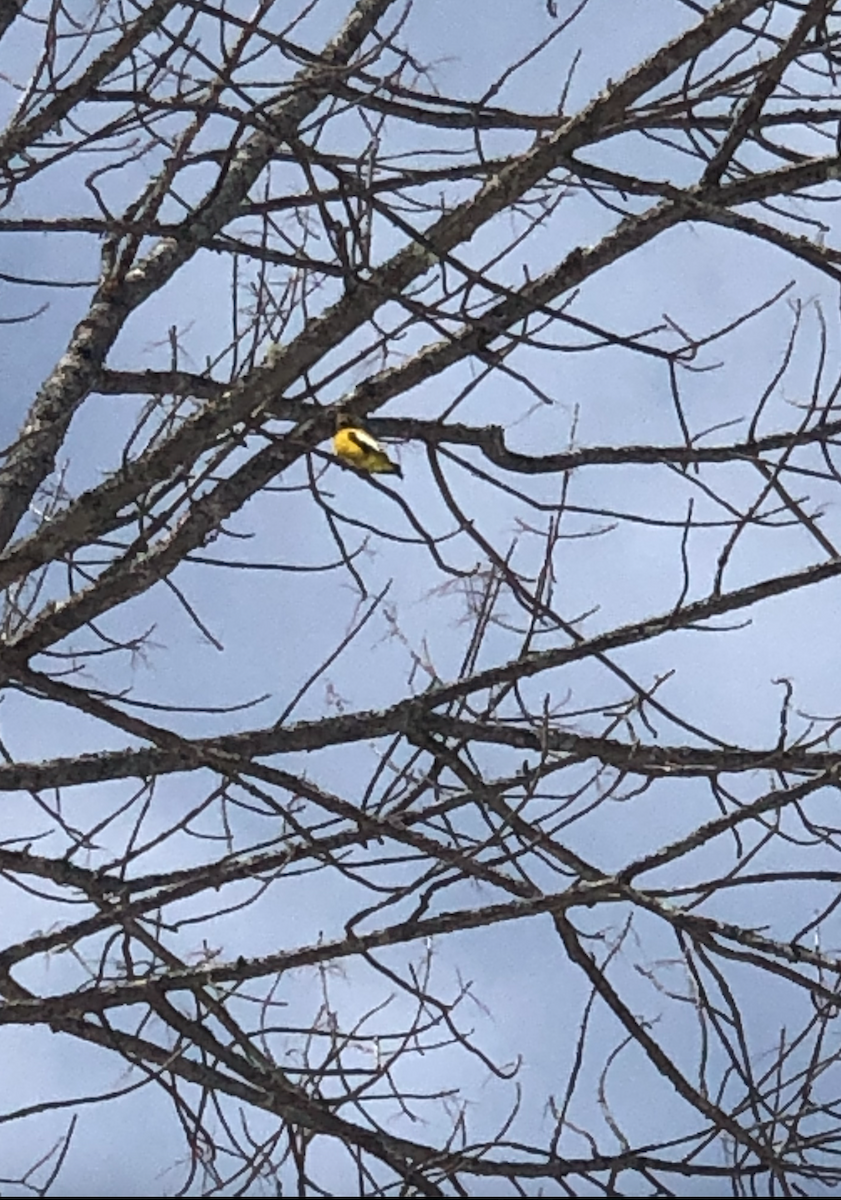 Evening Grosbeak - ML547199371