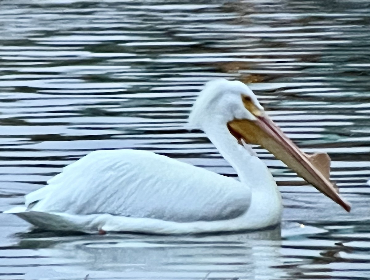 pelikán severoamerický - ML547199601