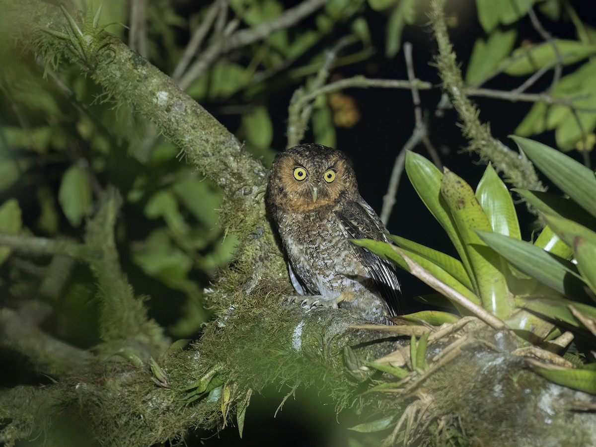 Bare-shanked Screech-Owl - ML547200691