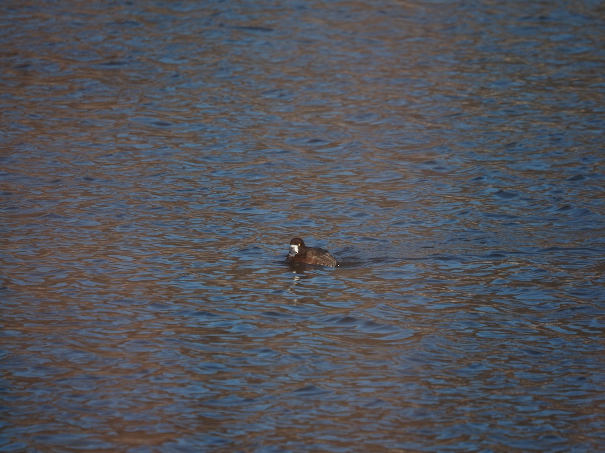 Greater Scaup - ML547201091