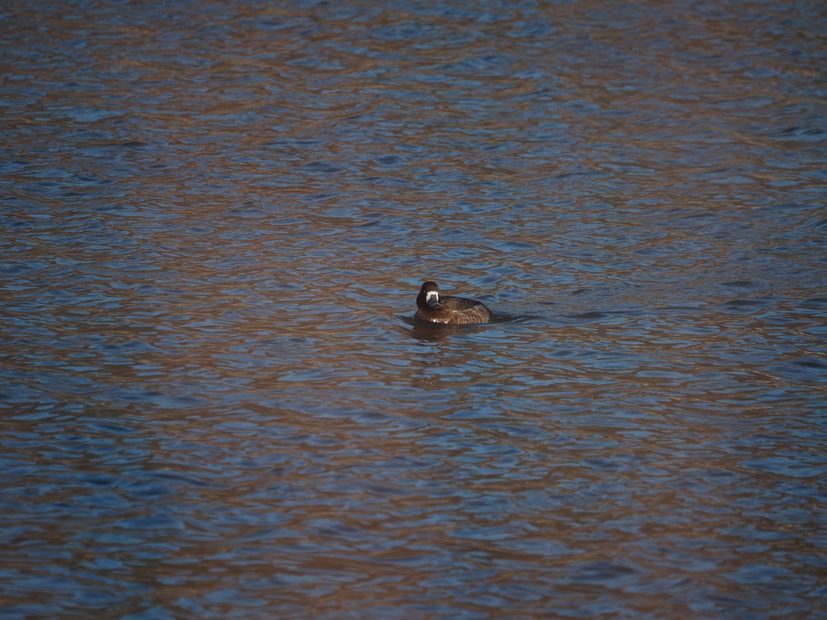 Greater Scaup - Andrew Longtin