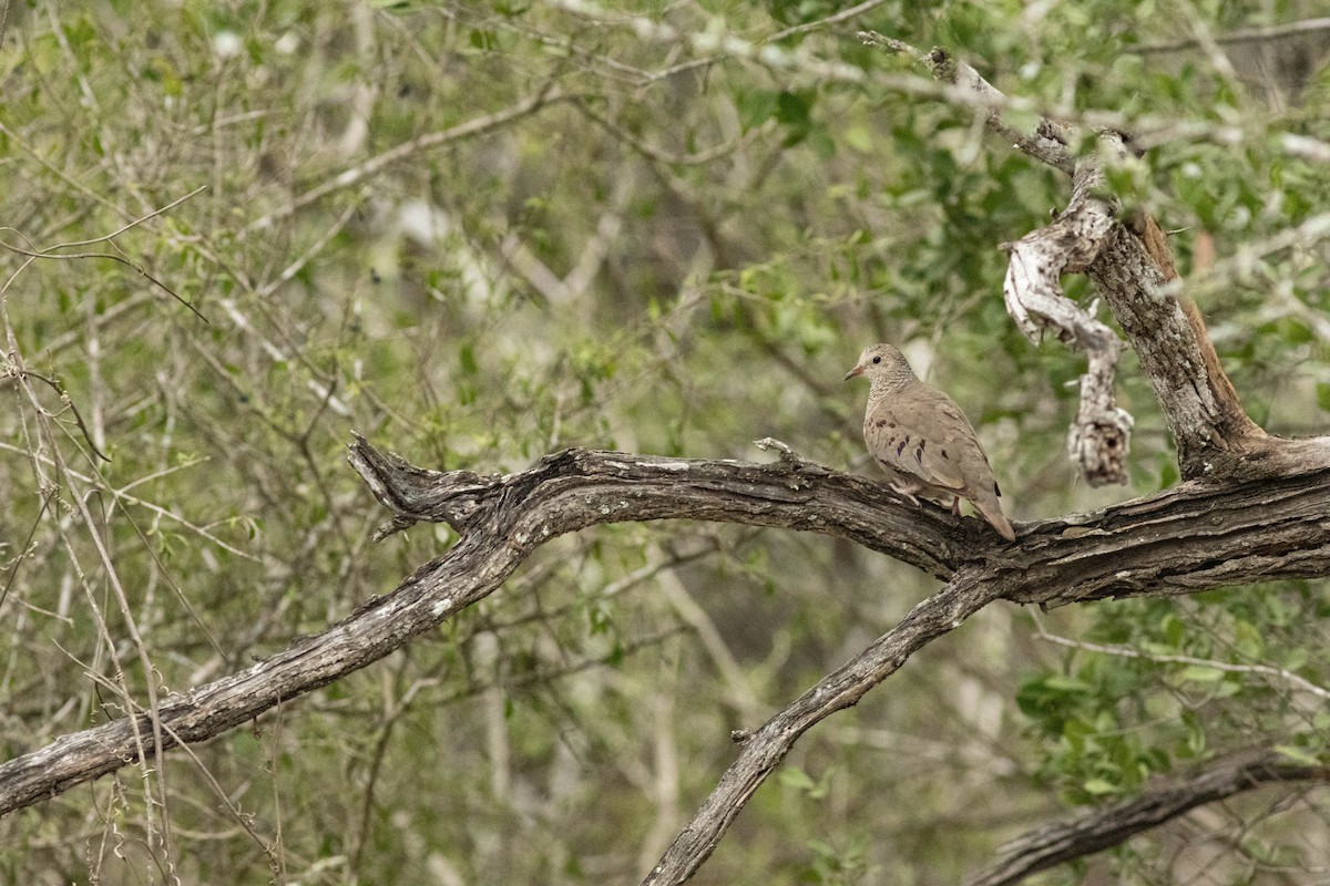 Common Ground Dove - ML547201351