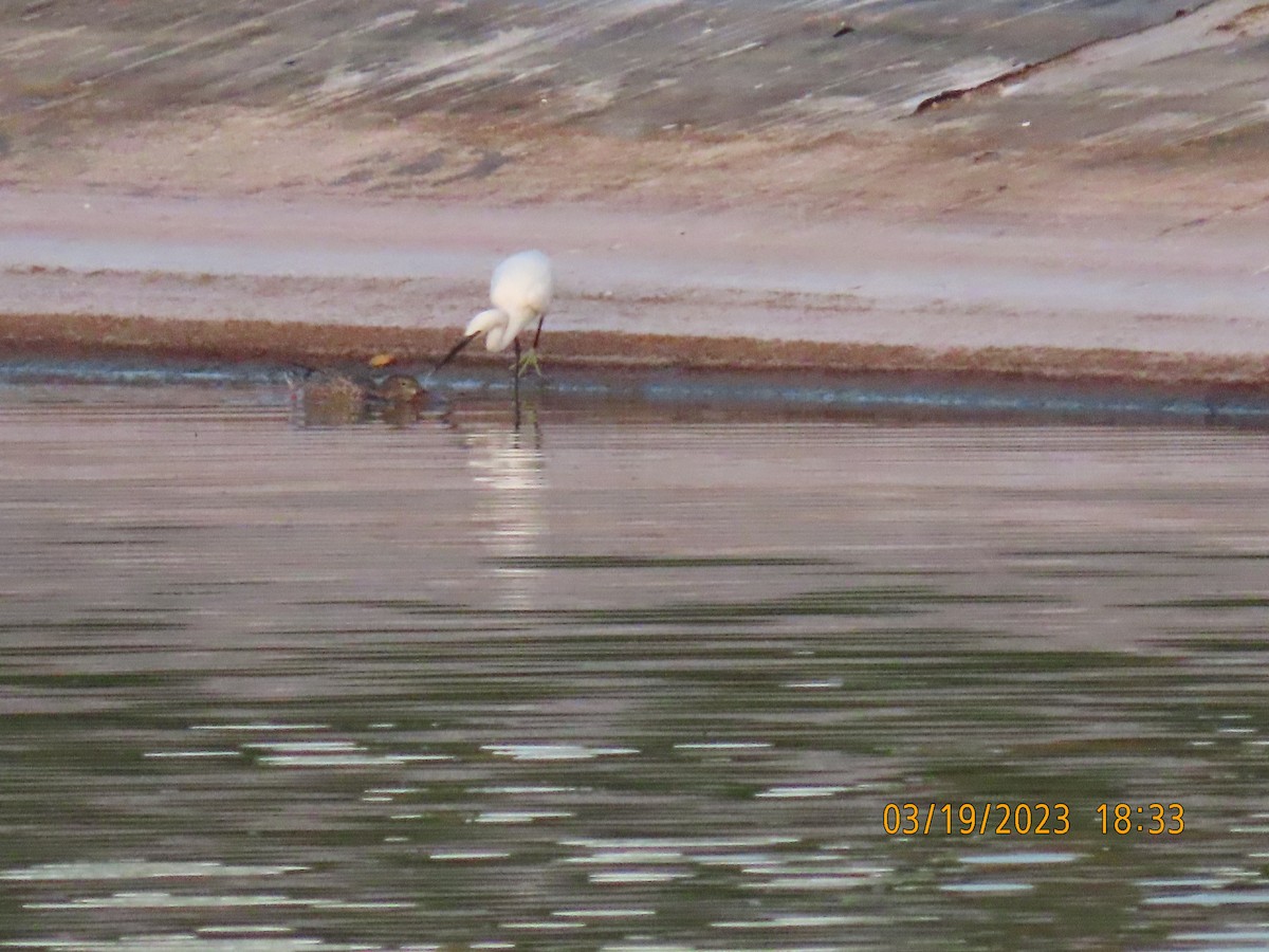 Northern Shoveler - ML547201441