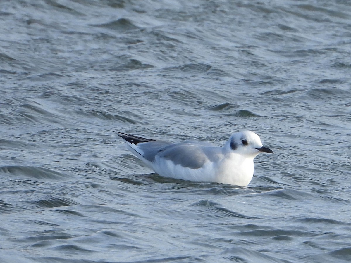 Mouette de Bonaparte - ML547201531