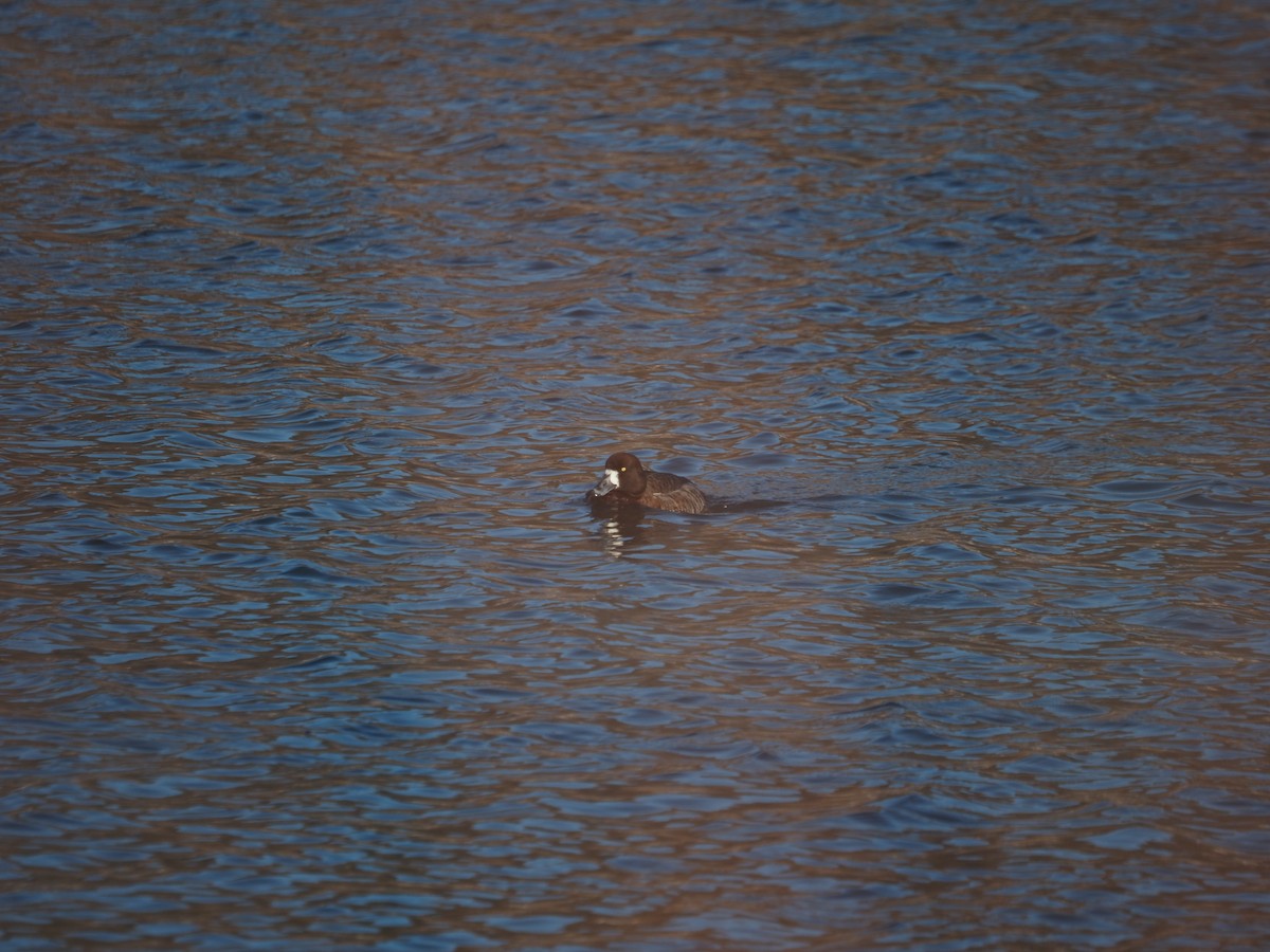 Greater Scaup - ML547201541