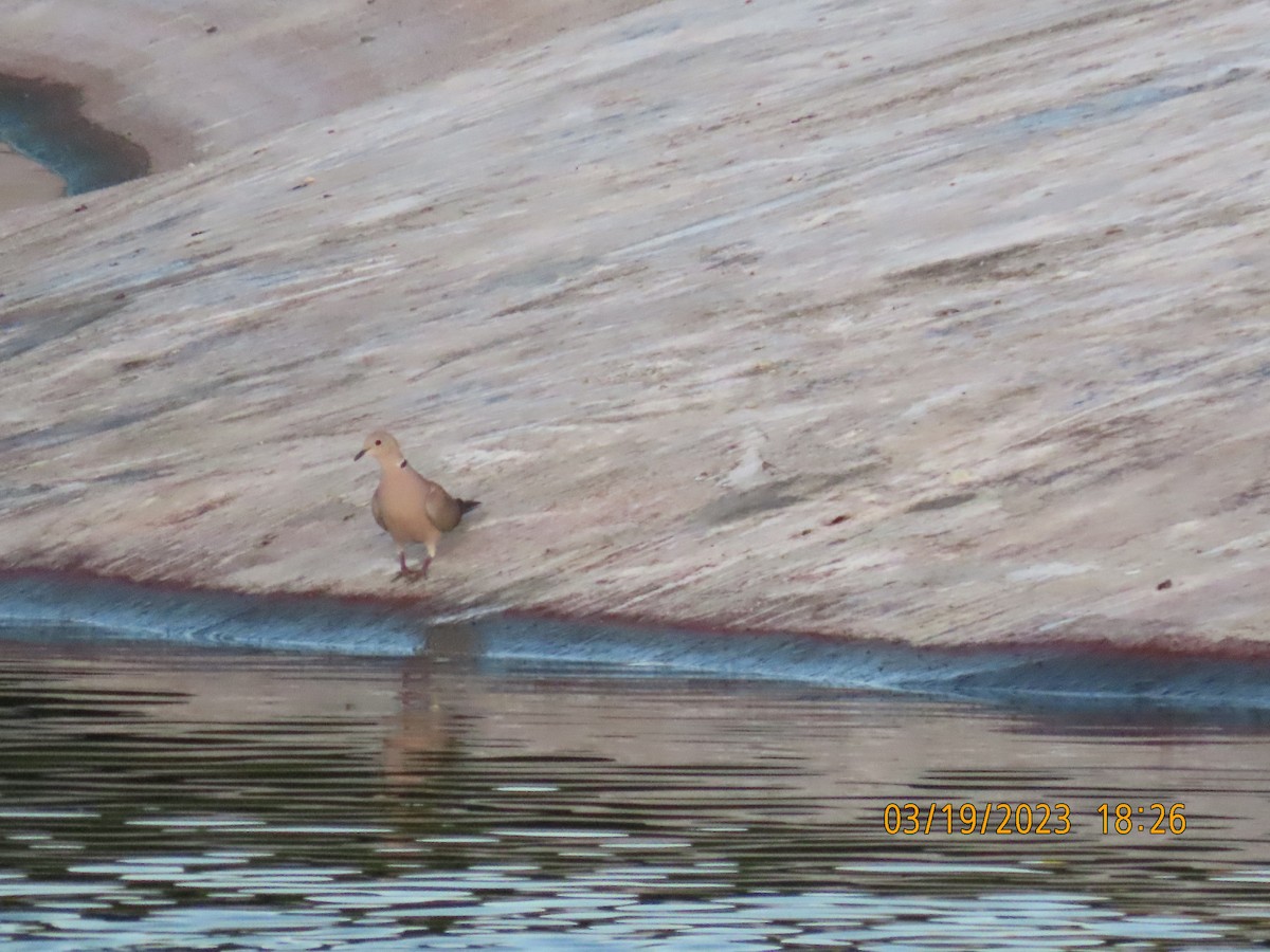 Eurasian Collared-Dove - ML547201651