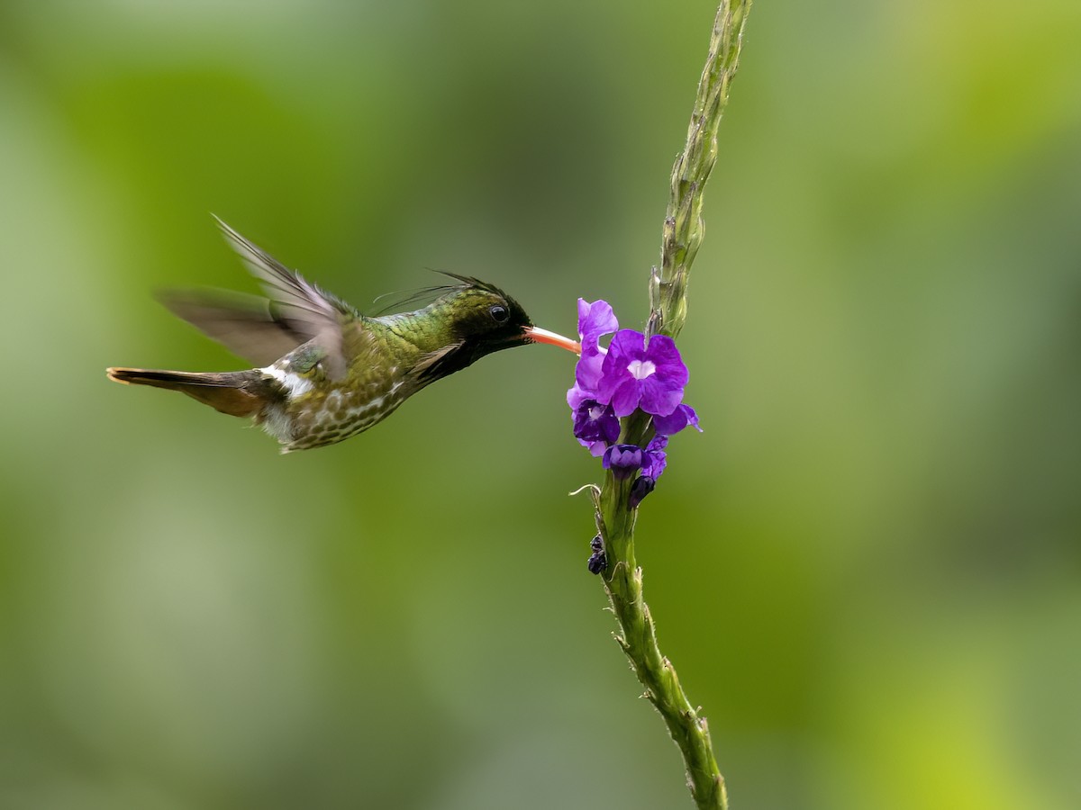 Black-crested Coquette - Andres Vasquez Noboa