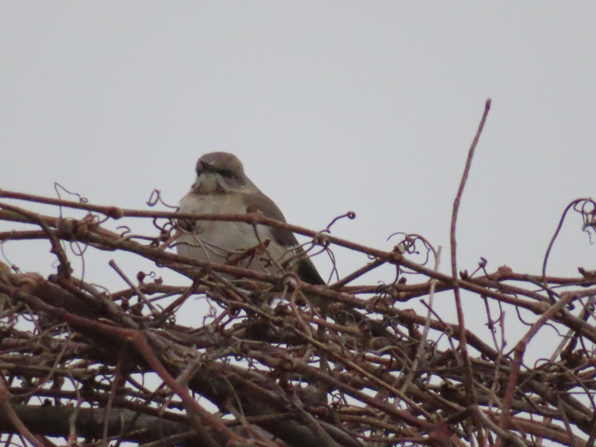 Northern Mockingbird - ML547202021