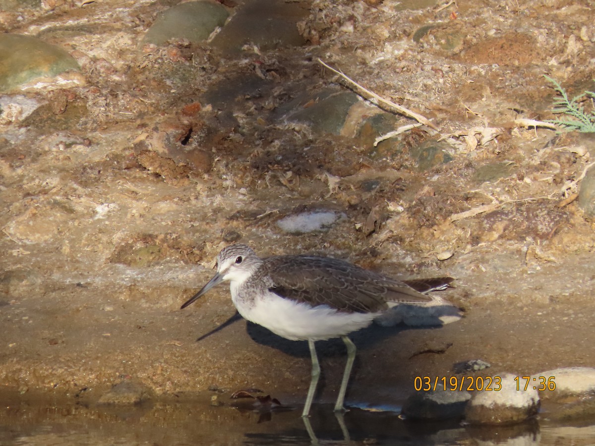 Common Greenshank - ML547202171