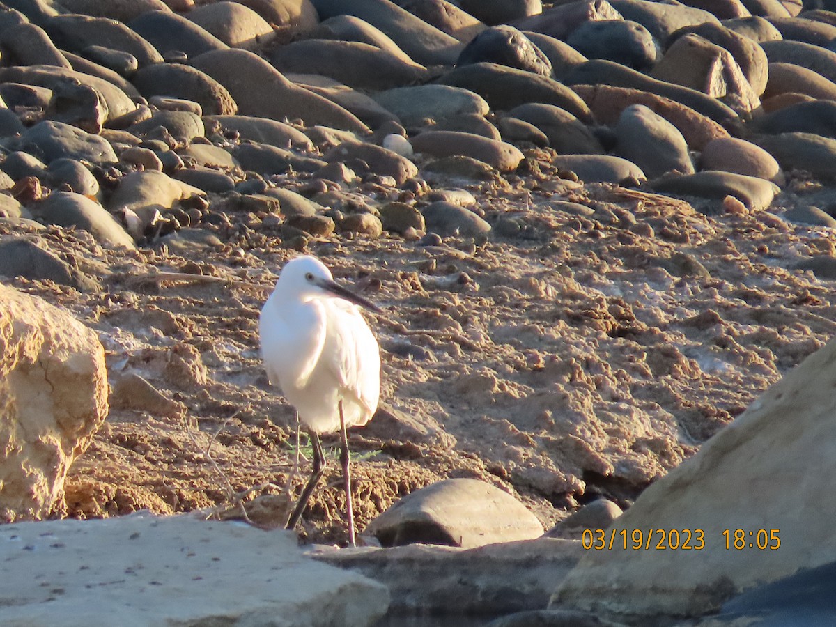 Little Egret - ML547202841