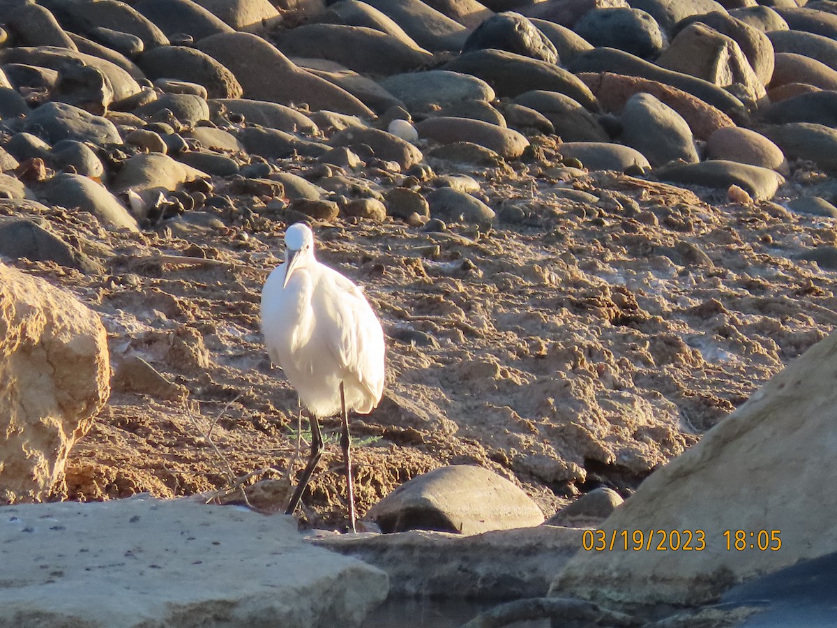 Little Egret - Ute Langner