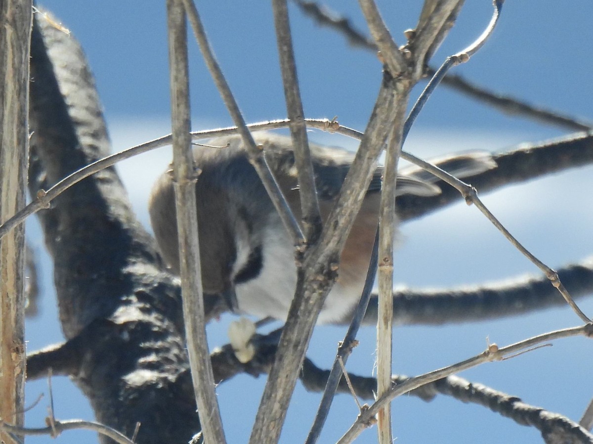 Mésange à tête brune - ML547204241