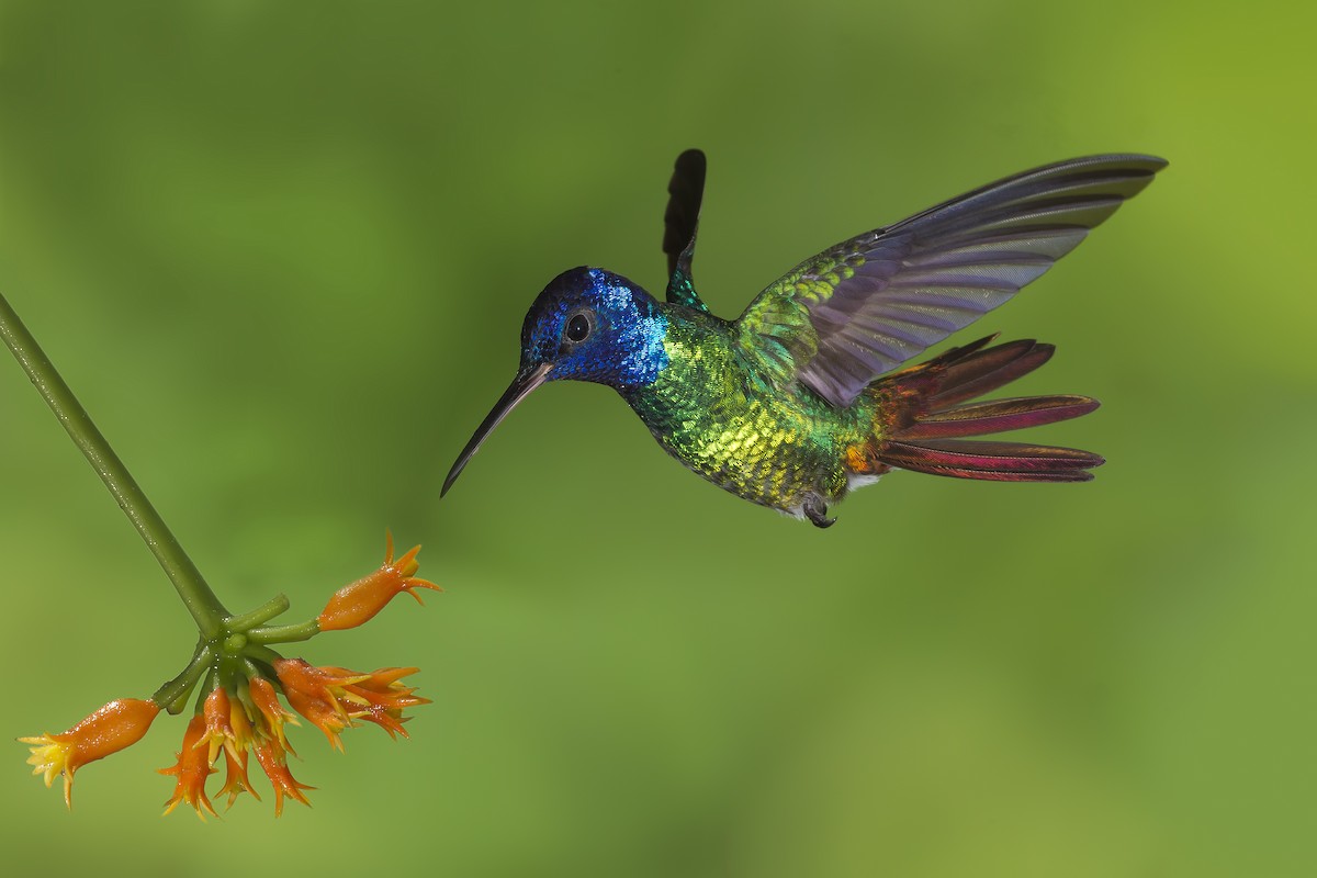 Golden-tailed Sapphire - Peter Hawrylyshyn