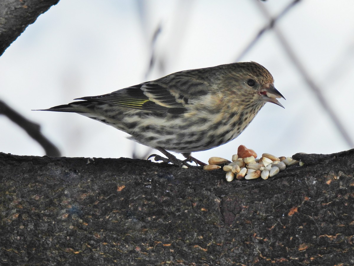 Pine Siskin - ML547204911