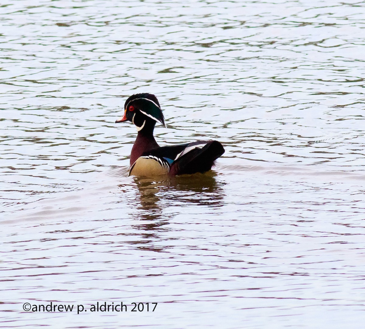 Wood Duck - ML54720521