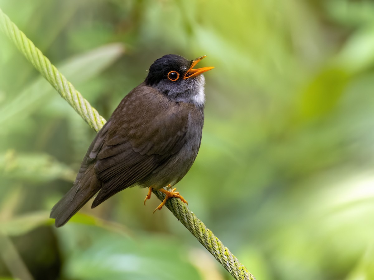 Black-headed Nightingale-Thrush - Andres Vasquez Noboa