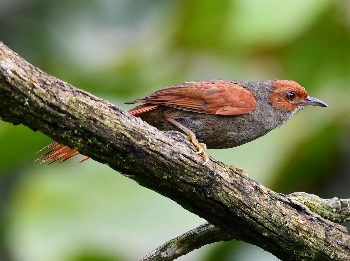 Red-faced Spinetail - Andres Paniagua