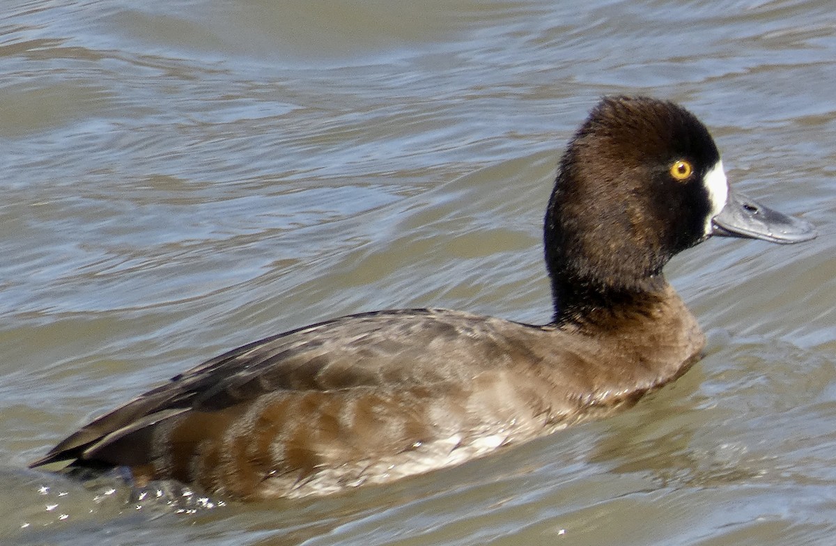 Lesser Scaup - ML547208831