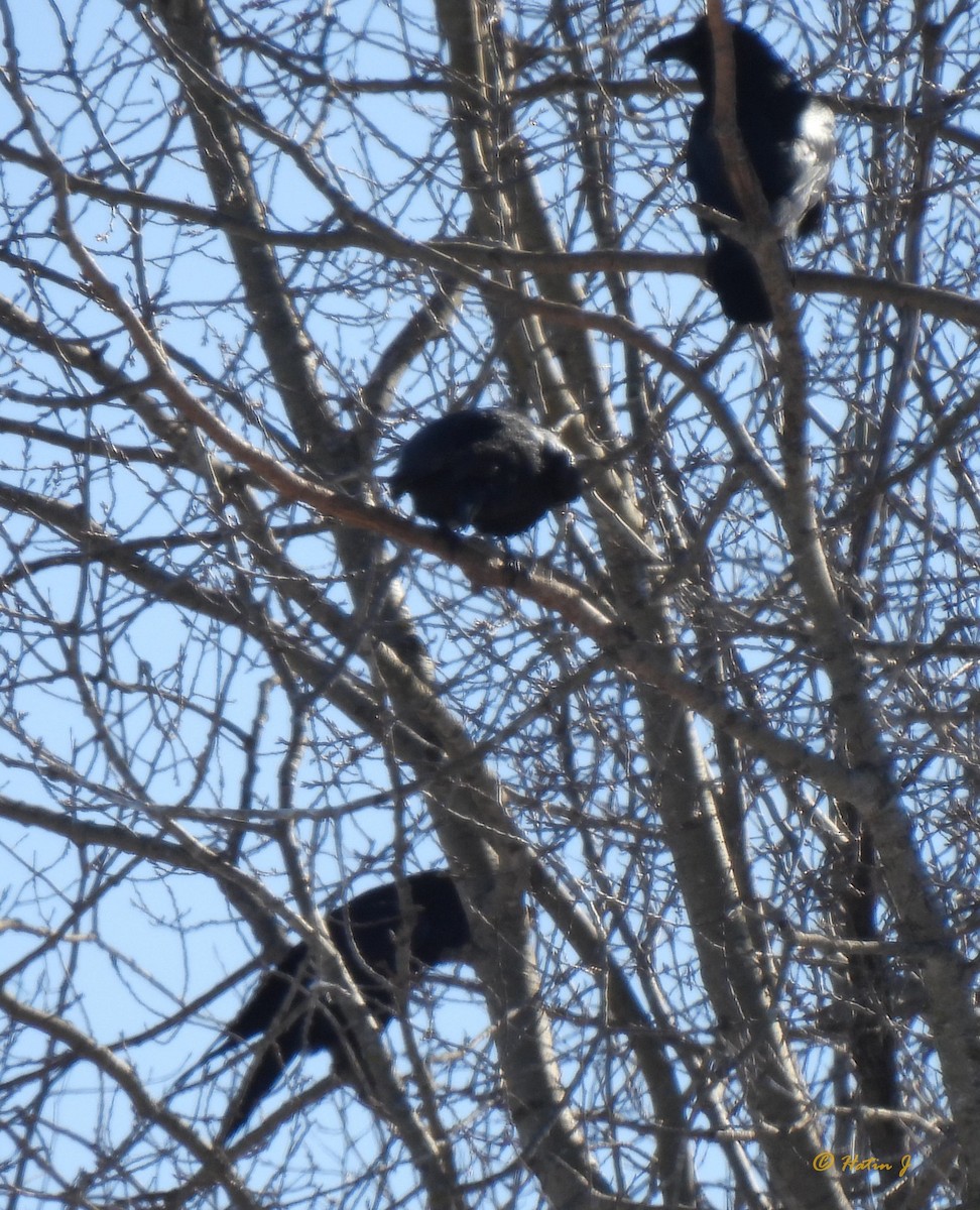 Common Raven - Josée Hatin