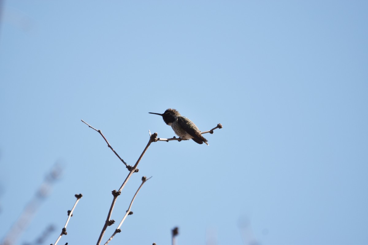 Anna's Hummingbird - Kendell Loyd