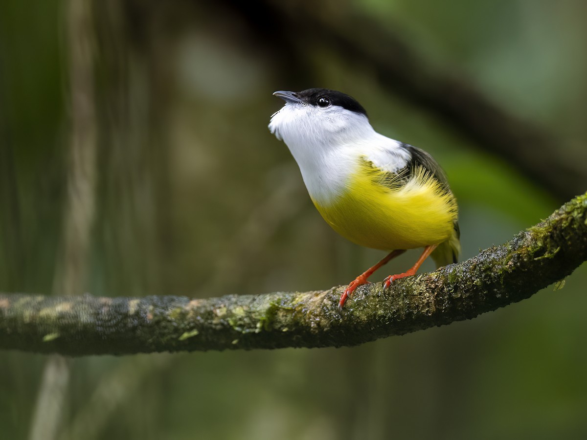 White-collared Manakin - Andres Vasquez Noboa