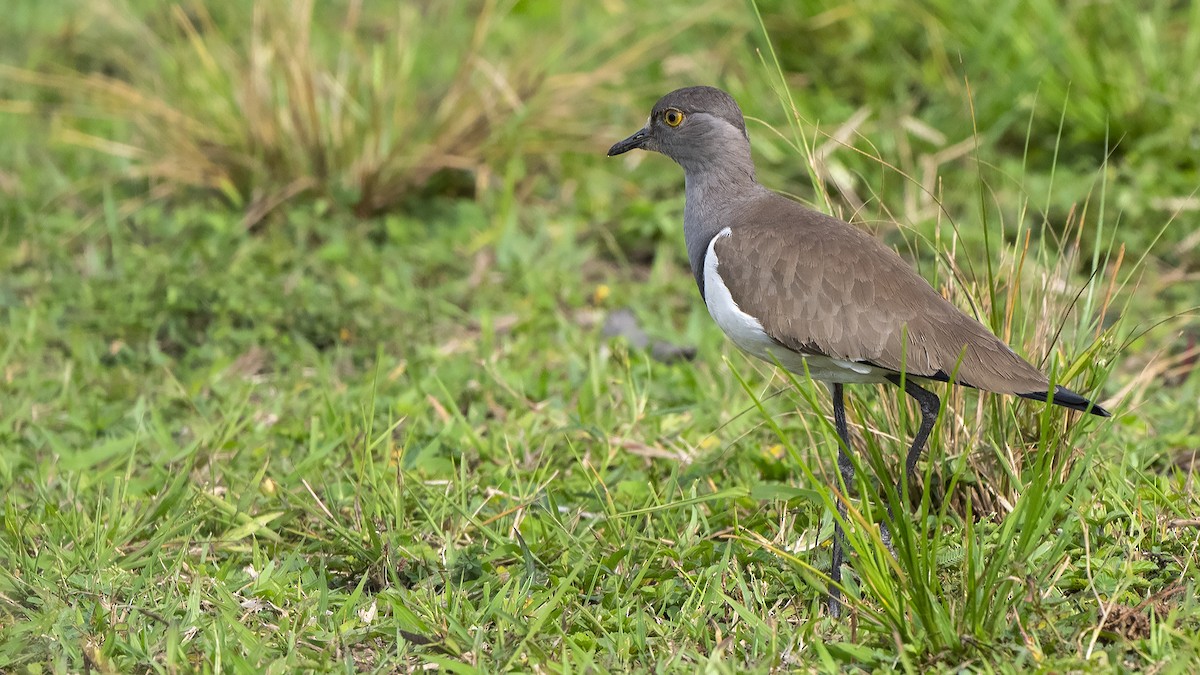 Senegal Lapwing - ML547210791