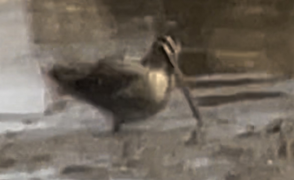 Wilson's Snipe - ML547211281