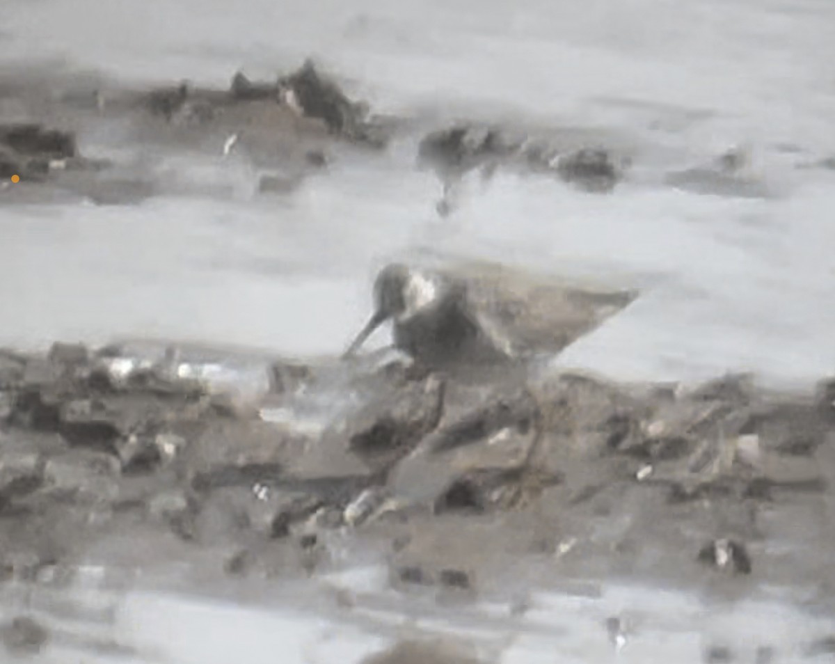 Lesser Yellowlegs - ML547211341