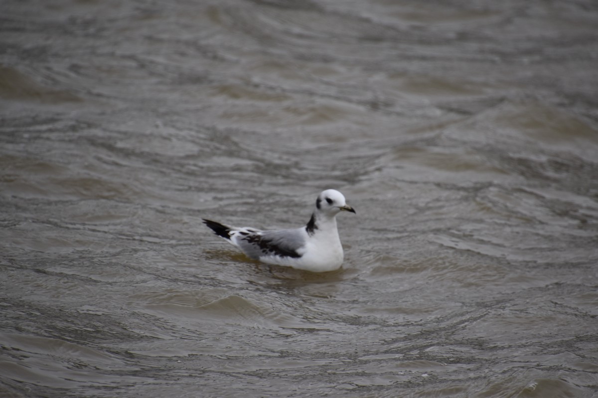 Black-legged Kittiwake - ML547211881