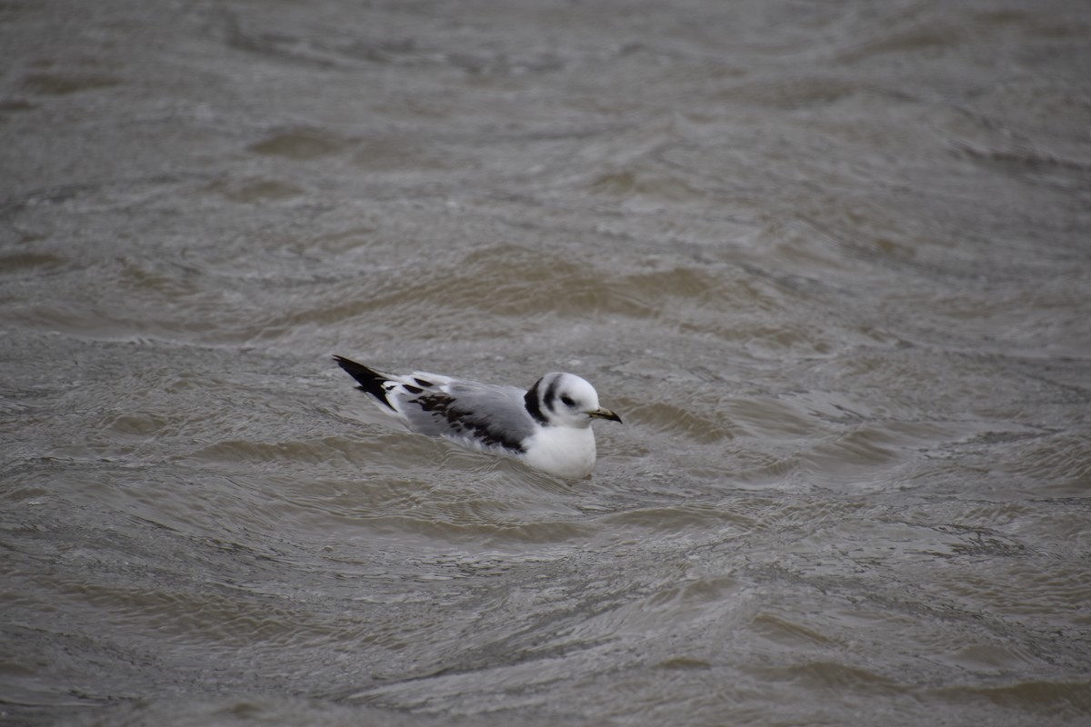 Mouette tridactyle - ML547211901