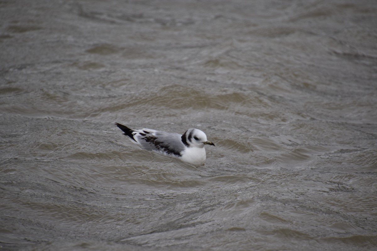 Black-legged Kittiwake - ML547211901