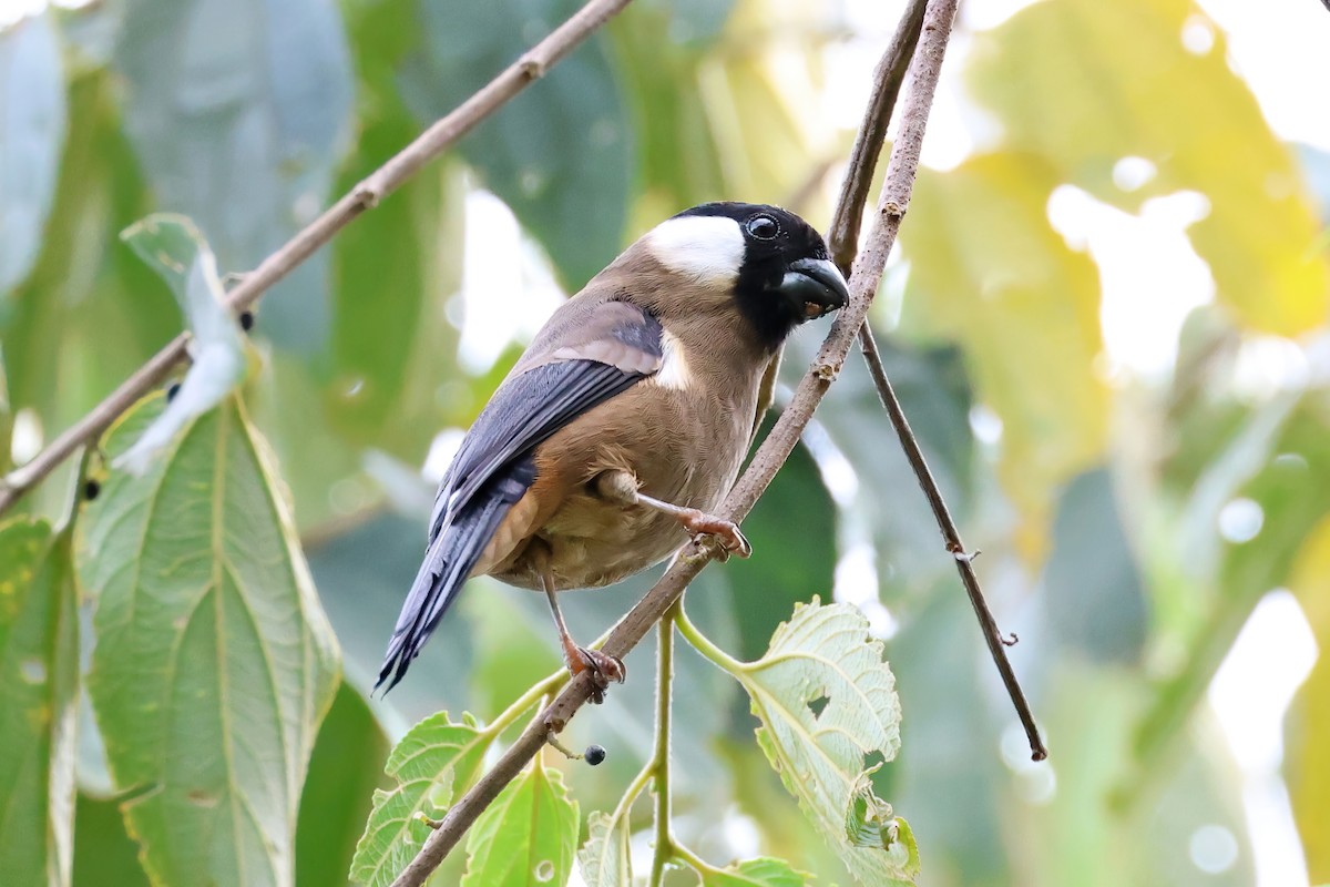 White-cheeked Bullfinch - ML547212541