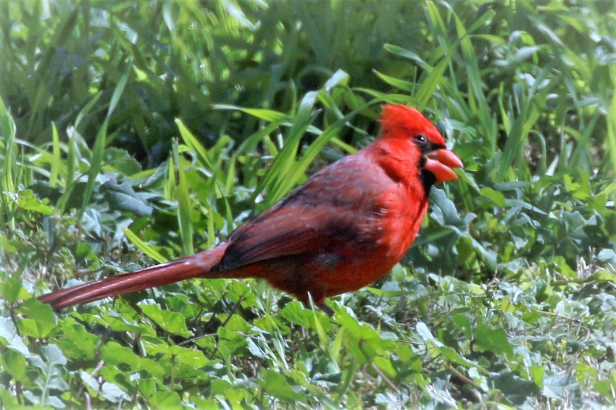 Cardinal rouge - ML547213131