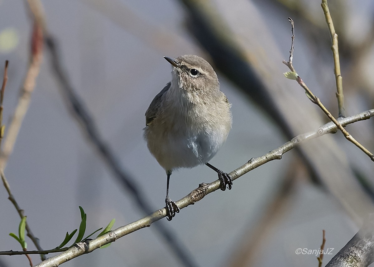 嘰喳柳鶯(tristis) - ML547213271