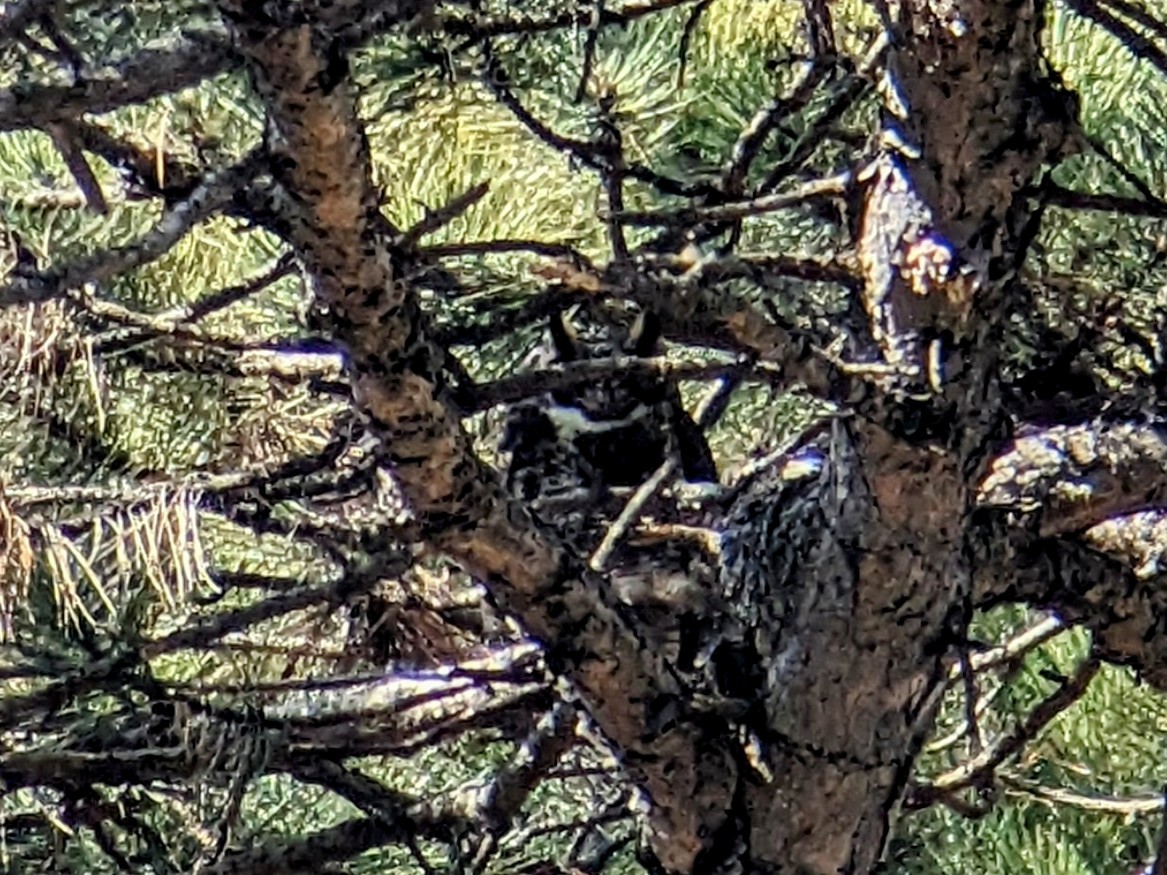 Great Horned Owl - ML547213761