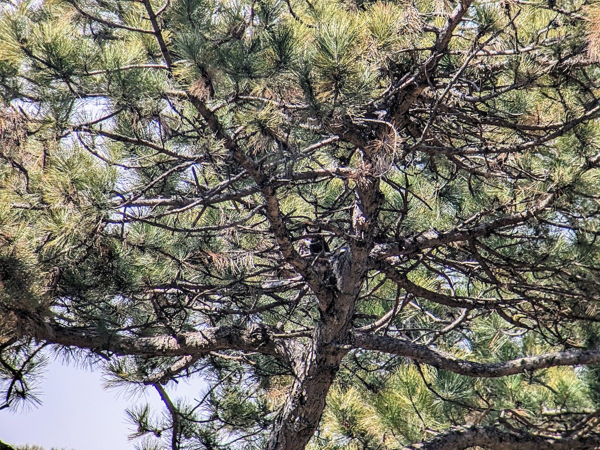 Great Horned Owl - ML547213771