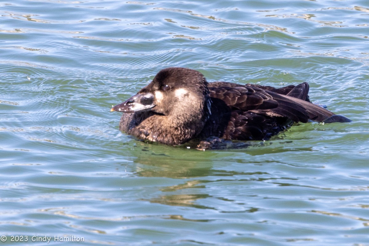 Surf Scoter - ML547215571