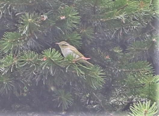Western Crowned Warbler - ML547215911