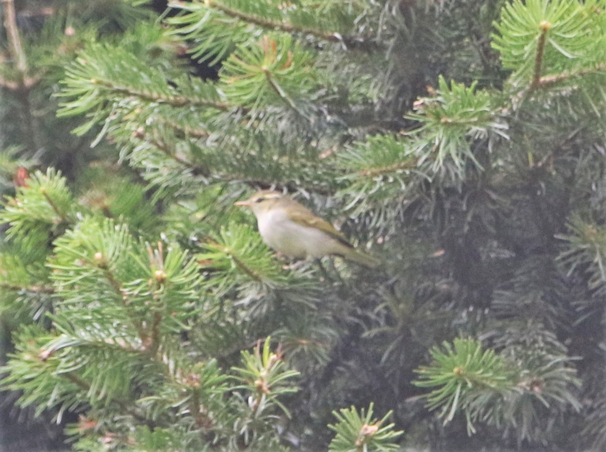 Western Crowned Warbler - ML547215921