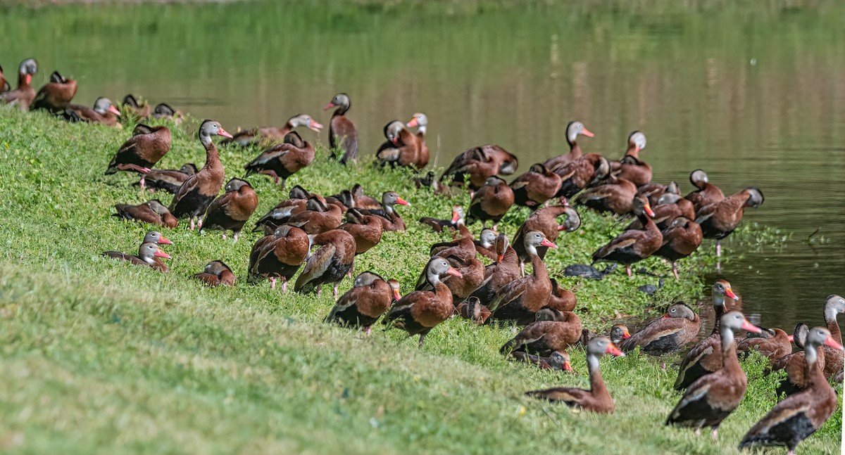 Black-bellied Whistling-Duck - ML547216111