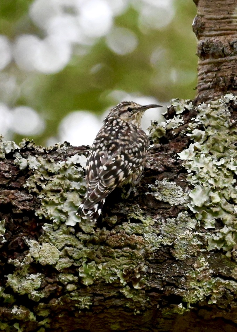 African Spotted Creeper - ML547216471