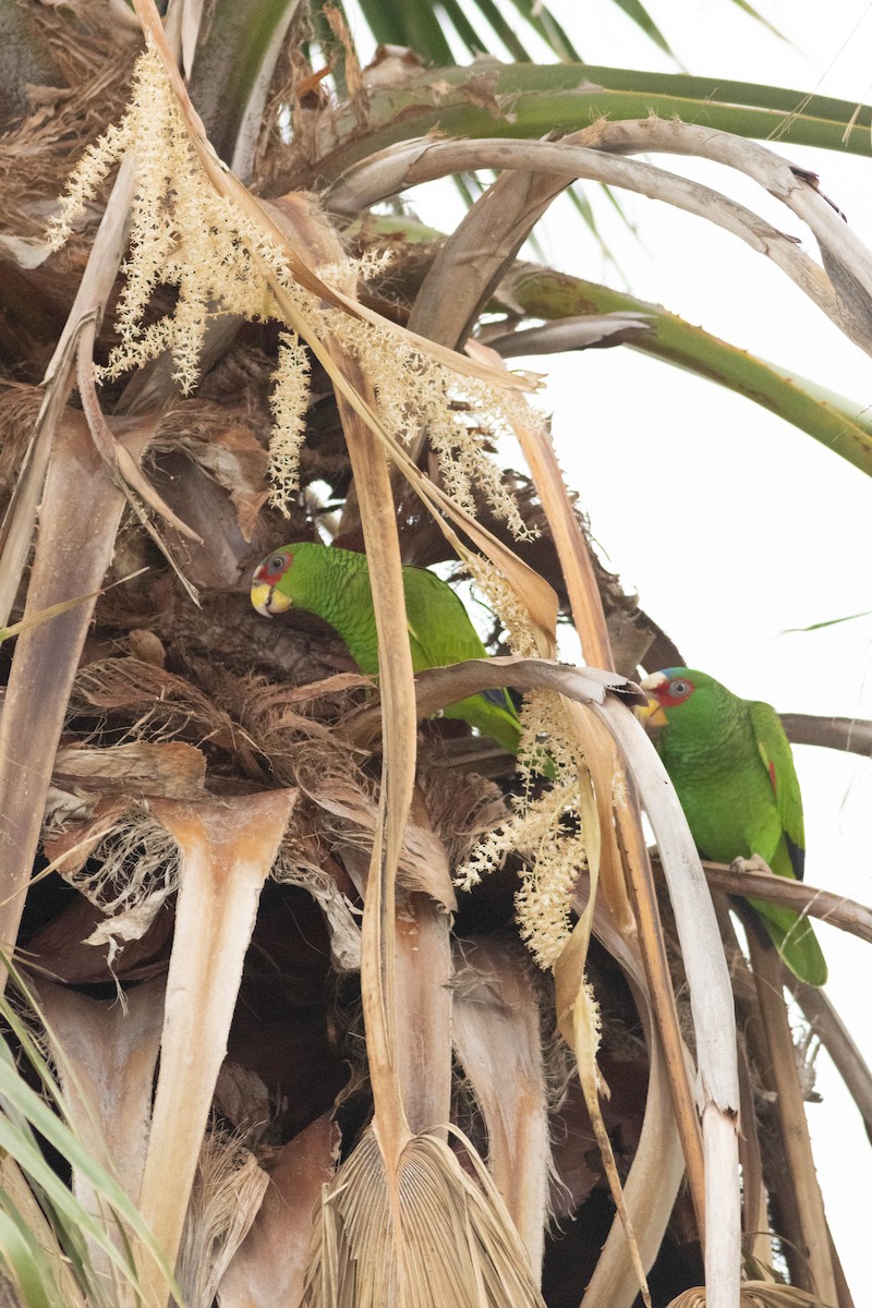 White-fronted Amazon - ML547217241