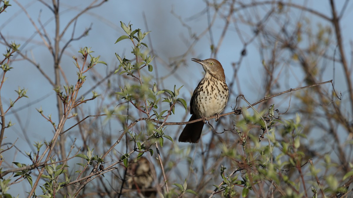 Brown Thrasher - ML547217651