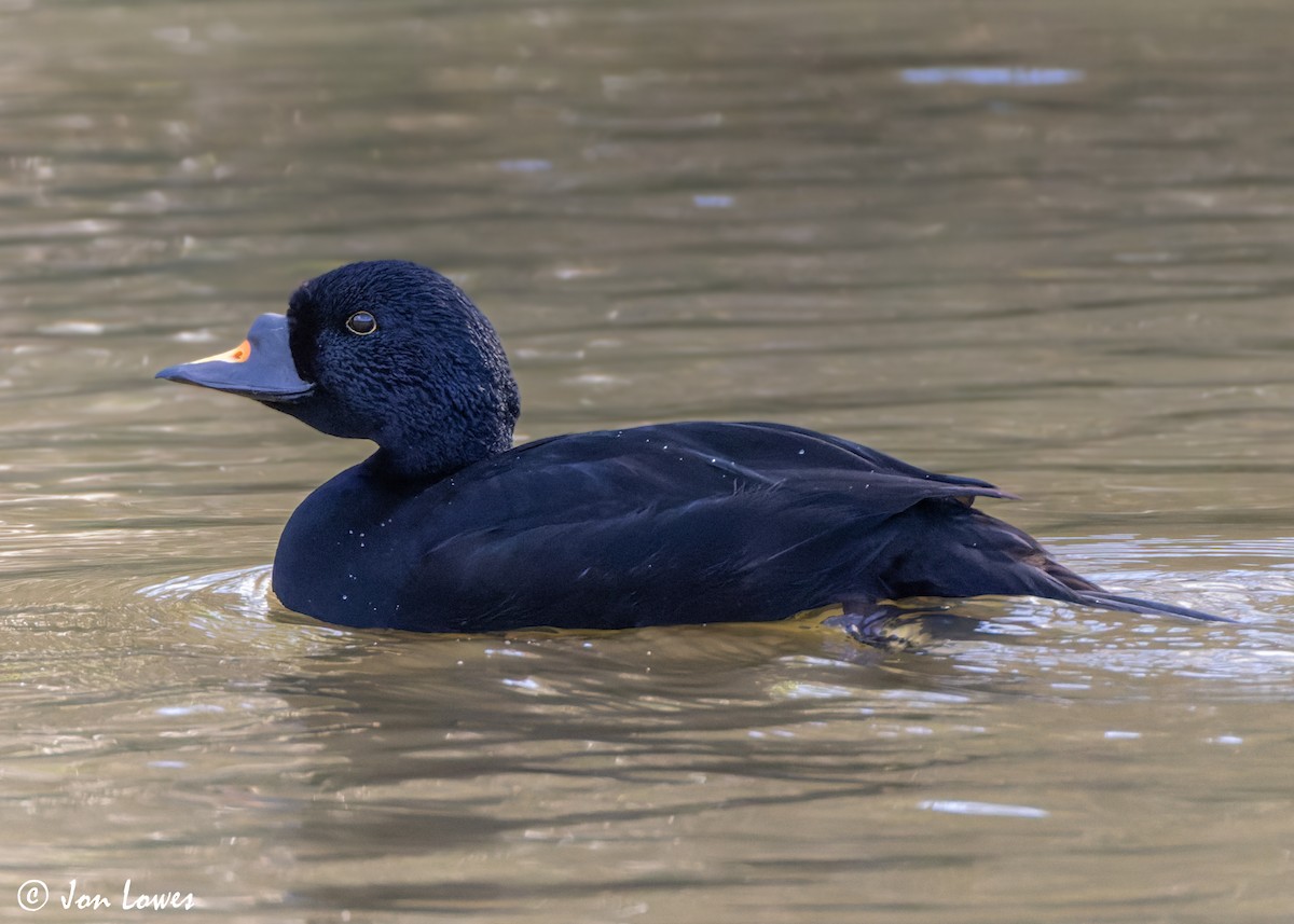 Common Scoter - ML547217711