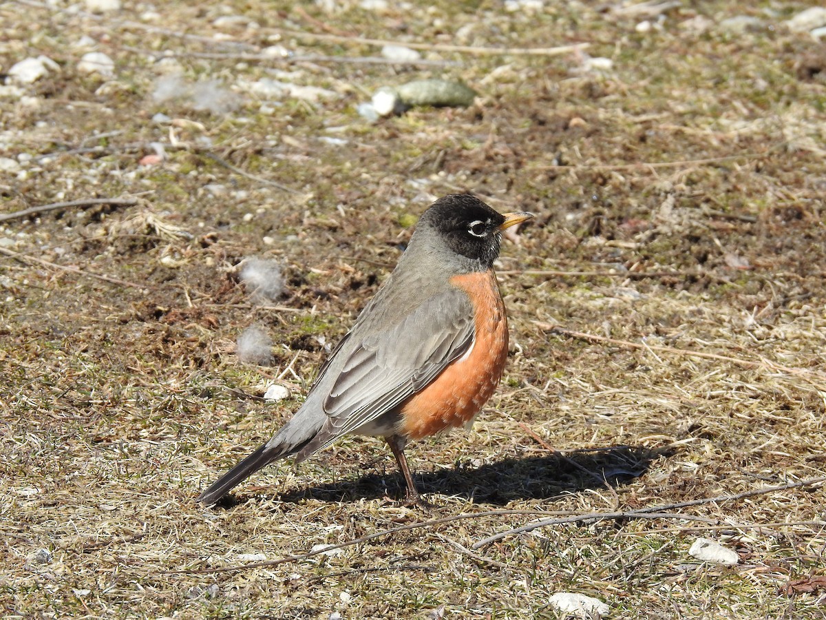 American Robin - Danielle Hawkins