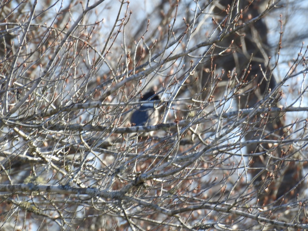 Belted Kingfisher - ML547219591