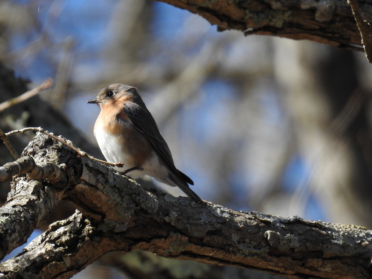 Eastern Bluebird - Teresa Mewborn