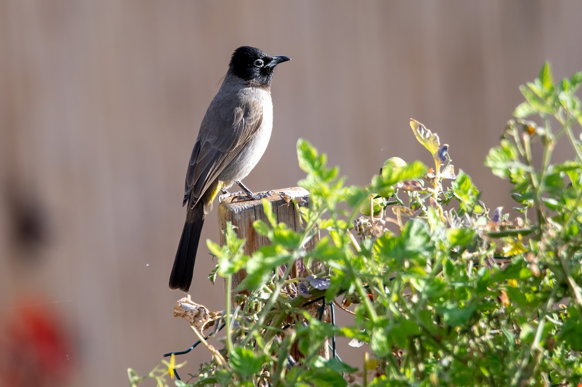 bulbul arabský - ML547220041