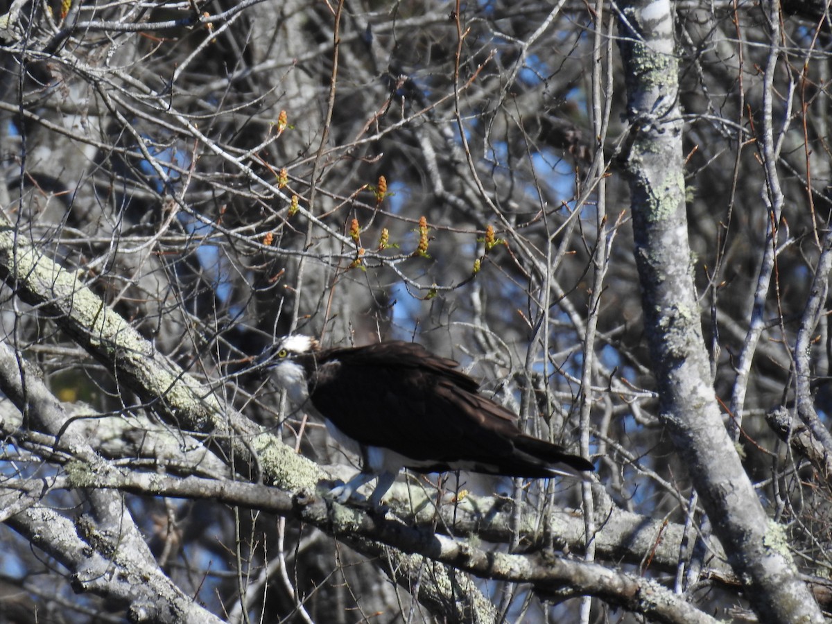 Osprey - ML547220161