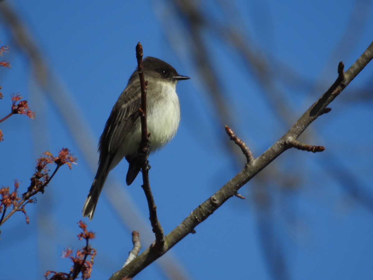 Eastern Phoebe - ML547220311